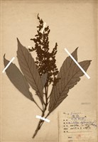 藏品(山枇杷(臺灣枇杷))的圖片